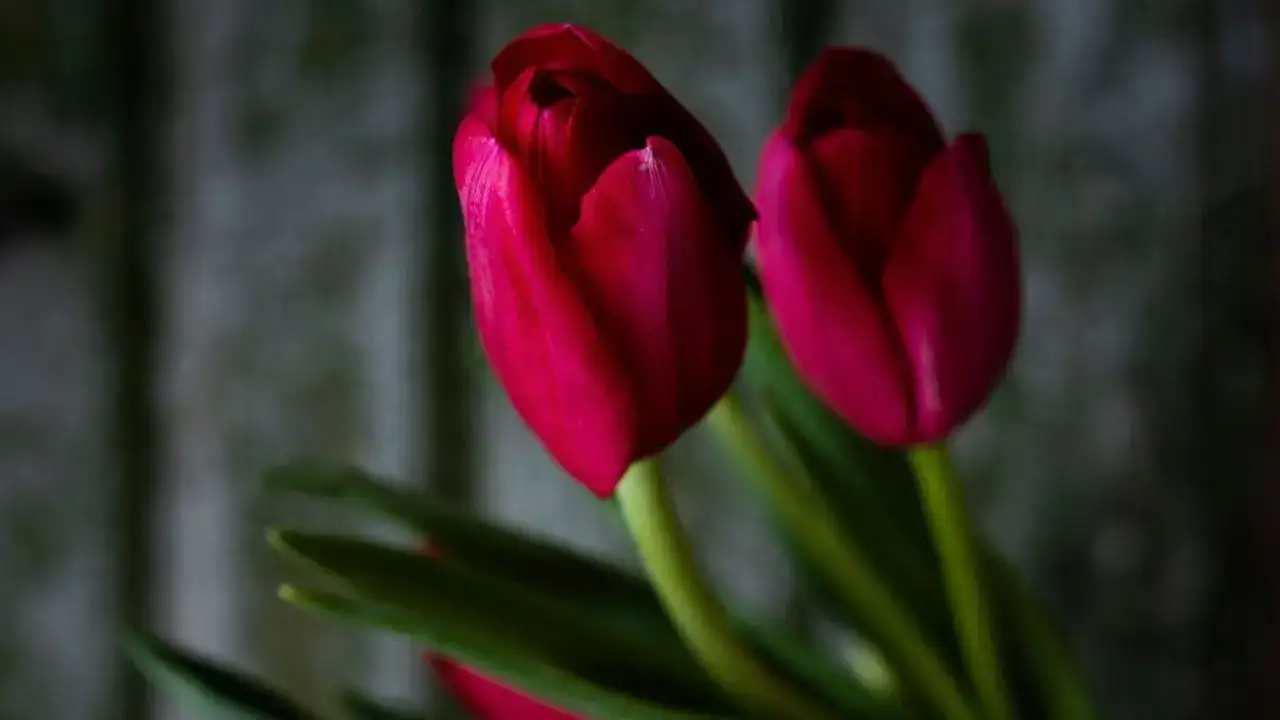 Sevgililer Günü’nde Doğru Çiçeği Seçmek Neden Önemli? 4